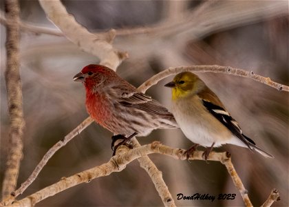 House Finch and American Goldfinch photo