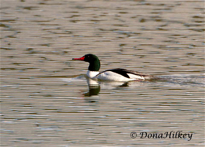 Common Merganser