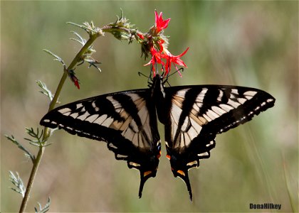 Pale Swallowtail photo