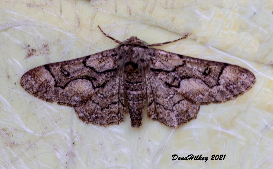 Phaeoura perfidaria 7june2012 Kates
