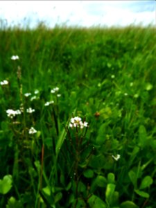 Cardamine parviflora L., 1759