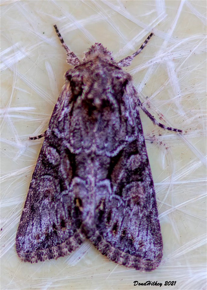 Cutworm and Dart Moths 7june2012 Kates