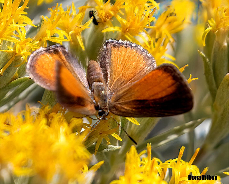 Behr's Hairstreak