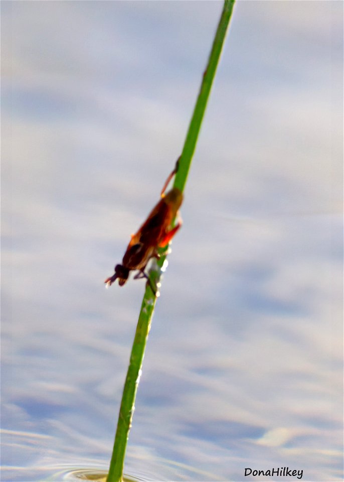 Marsh Fly