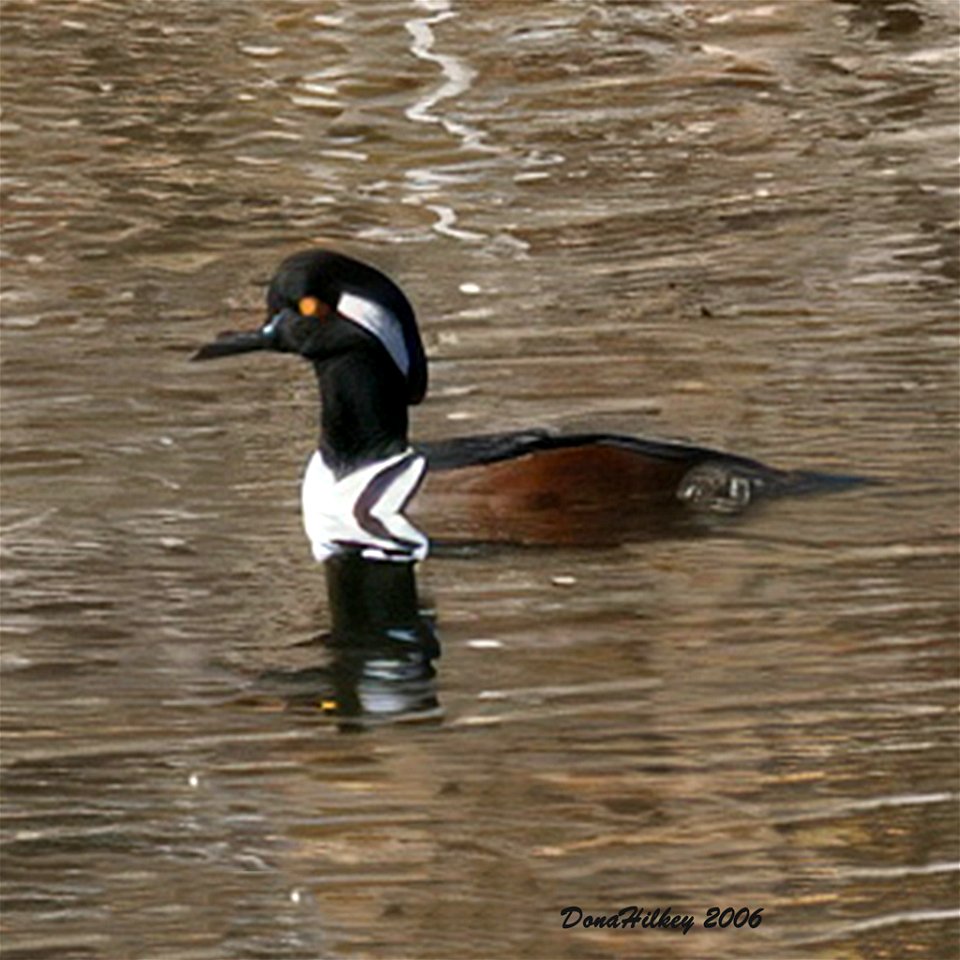 Hooded Grebe male