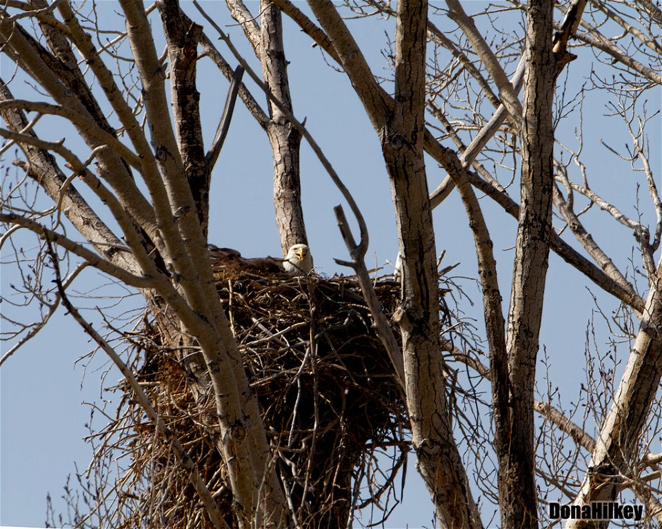 BAEA-on-nest-hatched-25march2022