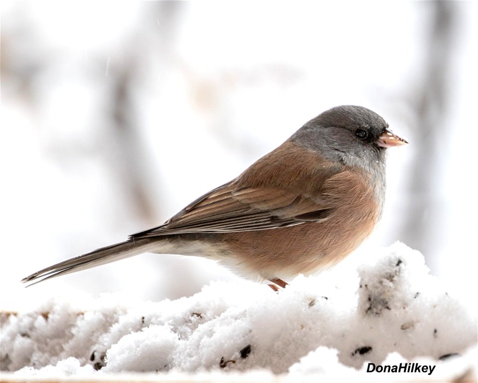 Pink-sided Dark-eyed Junco photo