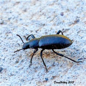 Desert Stink Beetles