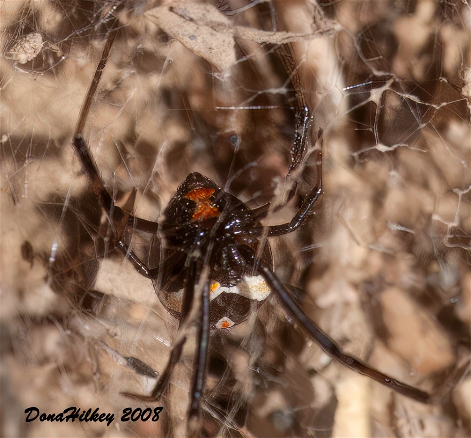 Western Black Widow