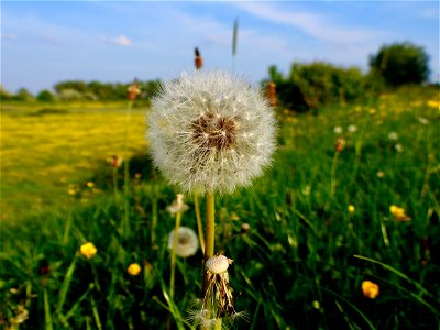 Paardenbloem