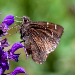 Northern Cloudywing