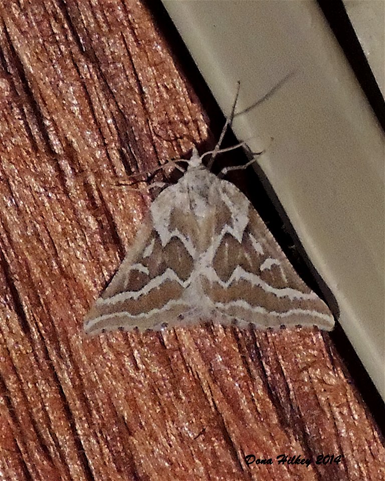 Sagebrush Girdle Moth