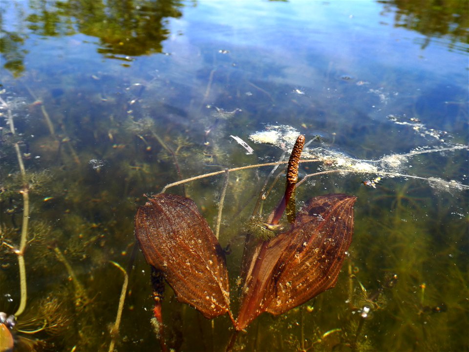 Potamogeton coloratus Hornem., 1813