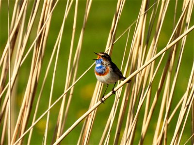 Blauwborst
