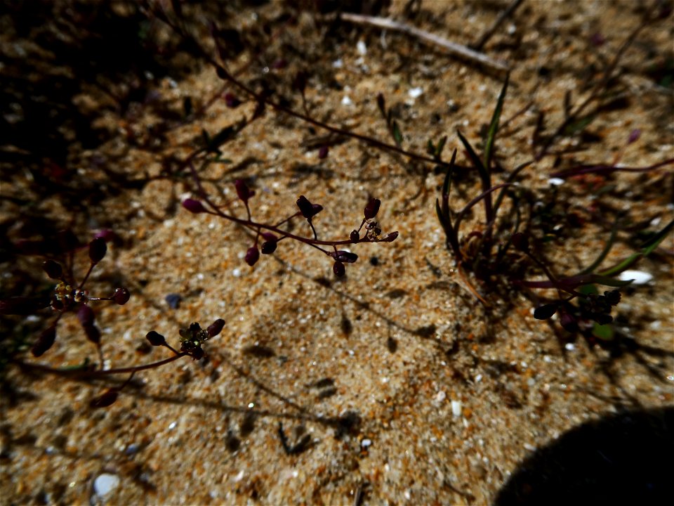 Hornungia procumbens (L.) Hayek, 1925