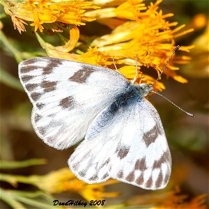 Checkered White Pontia protodice