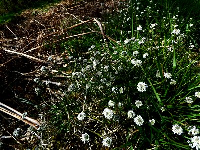 Teesdalia nudicaulis (L.) W.T.Aiton, 1812