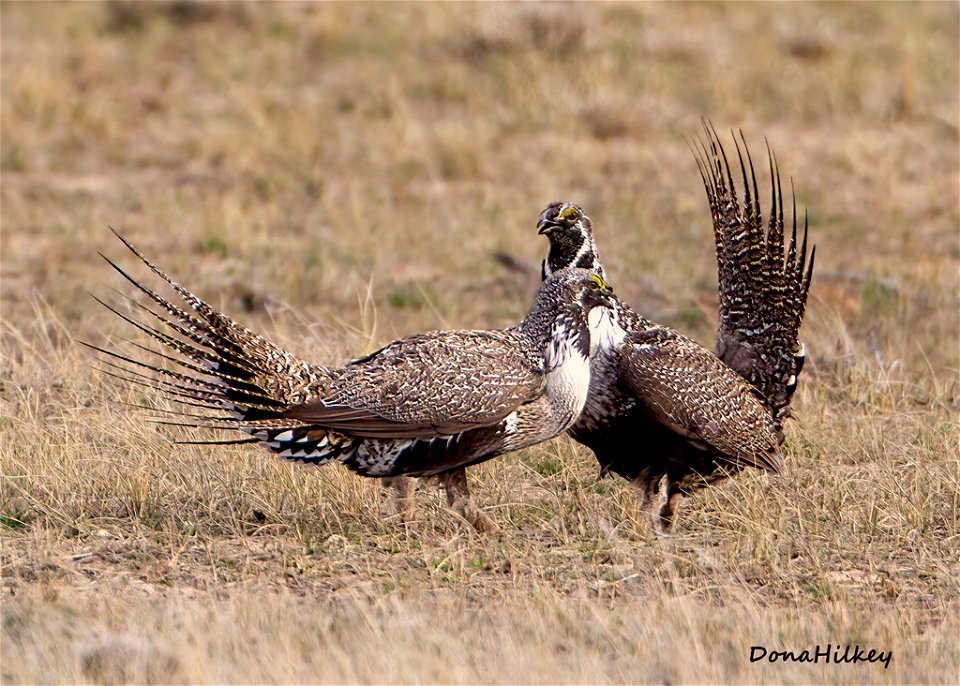 Greater Sage Grouse