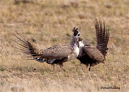 Greater Sage Grouse