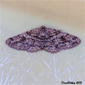 Glena nigricaria a member of Geometer Moths