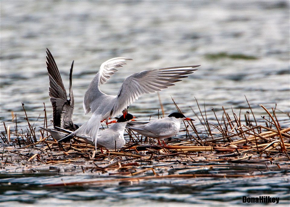 Terns-29nay2009-RBLake-web