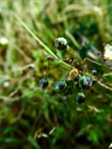 Spergula morisonii Boreau, 1847