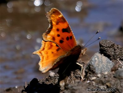 Satyr Comma