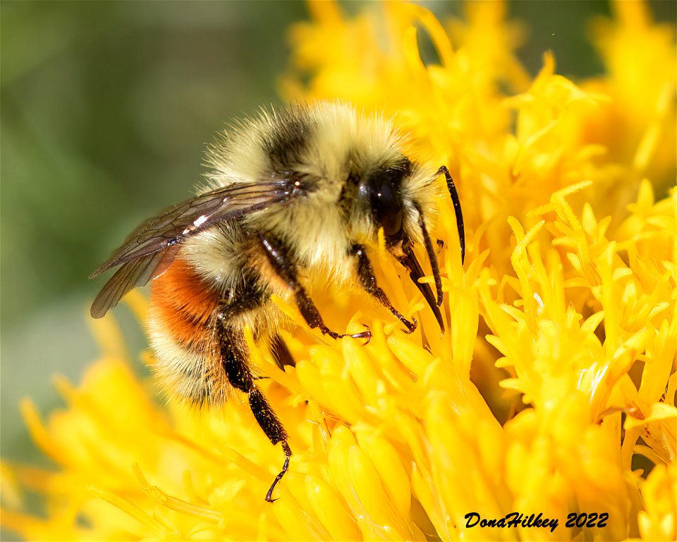 Colorado Black-notched Bumble Bee