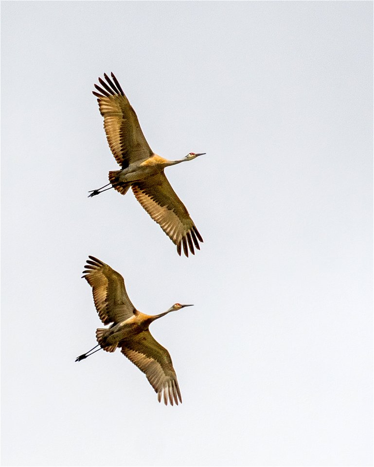 Sandhill Cranes