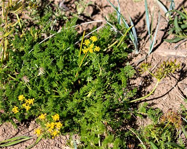 Gray's Biscuitroot