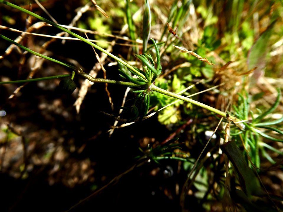 Spergula arvensis L., 1753