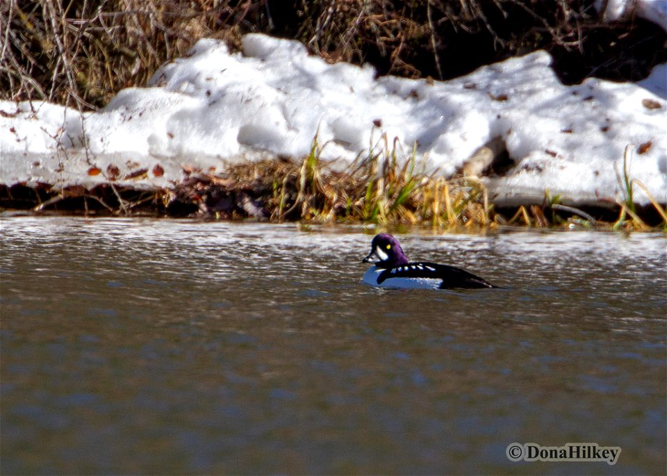 BAGO-29april2020-CS-Pond