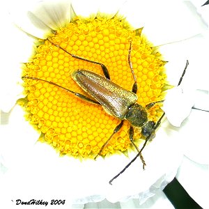 Yellow Velvet Beetle
