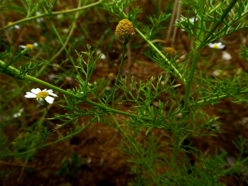 Anthemis cotula L., 1753