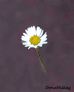 Erigeron sp Fleabane web