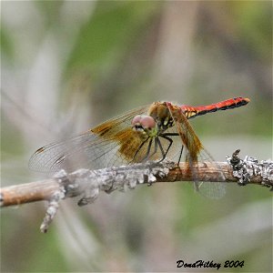 Band-winged Meadowhawk photo
