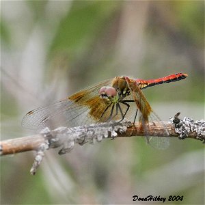 Band-winged Meadowhawk