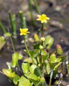 Marsh Buttercup