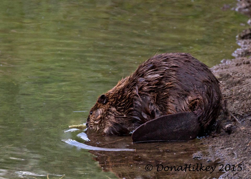 Beaver