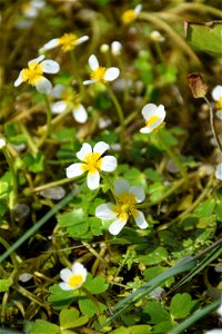 Ranunculus peltatus subsp. baudotii (Godr.) Meikle ex C.D.K.Cook, 1984