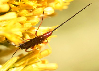 Ichneumon Wasp