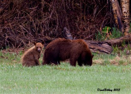 Black Bear and Cub
