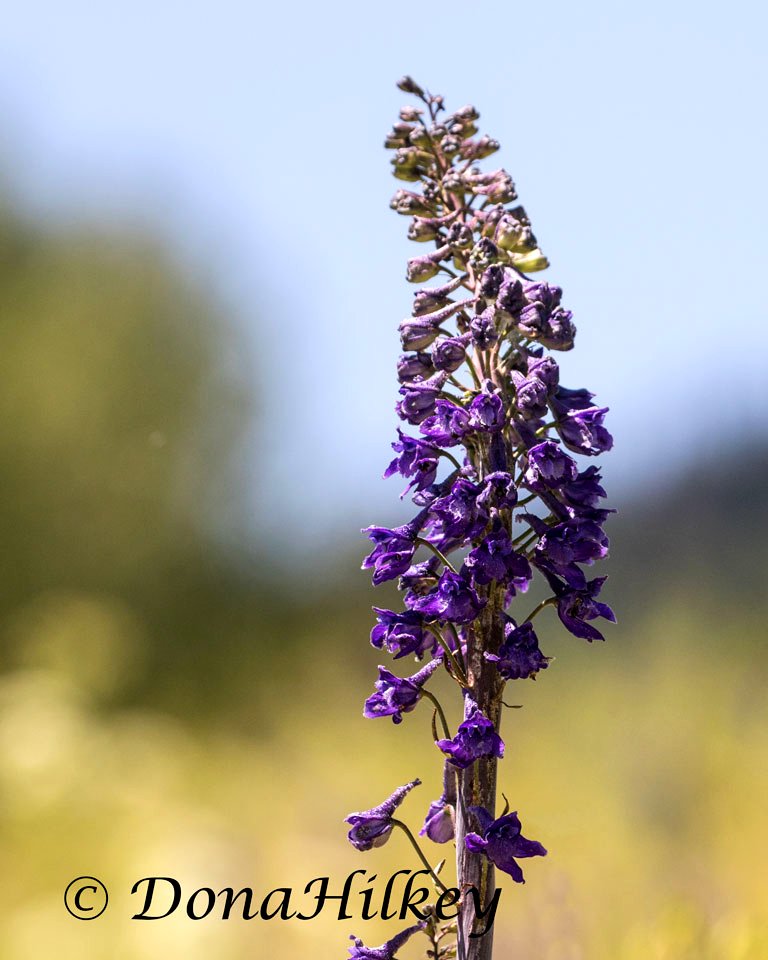 Elephant Head, Pedicularis groenlandica