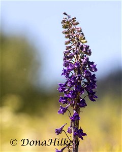 Elephant Head, Pedicularis groenlandica