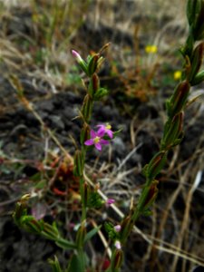 Schenkia spicata (L.) G.Mans., 2004