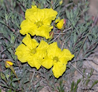 Yellow-Evening-Primrose-7june2021-PED