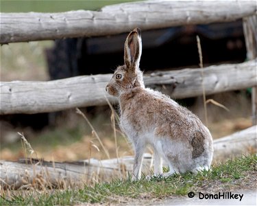 jackrabbit-7april2019-home