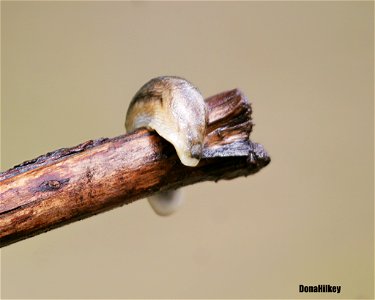 Slug, Arion sp.