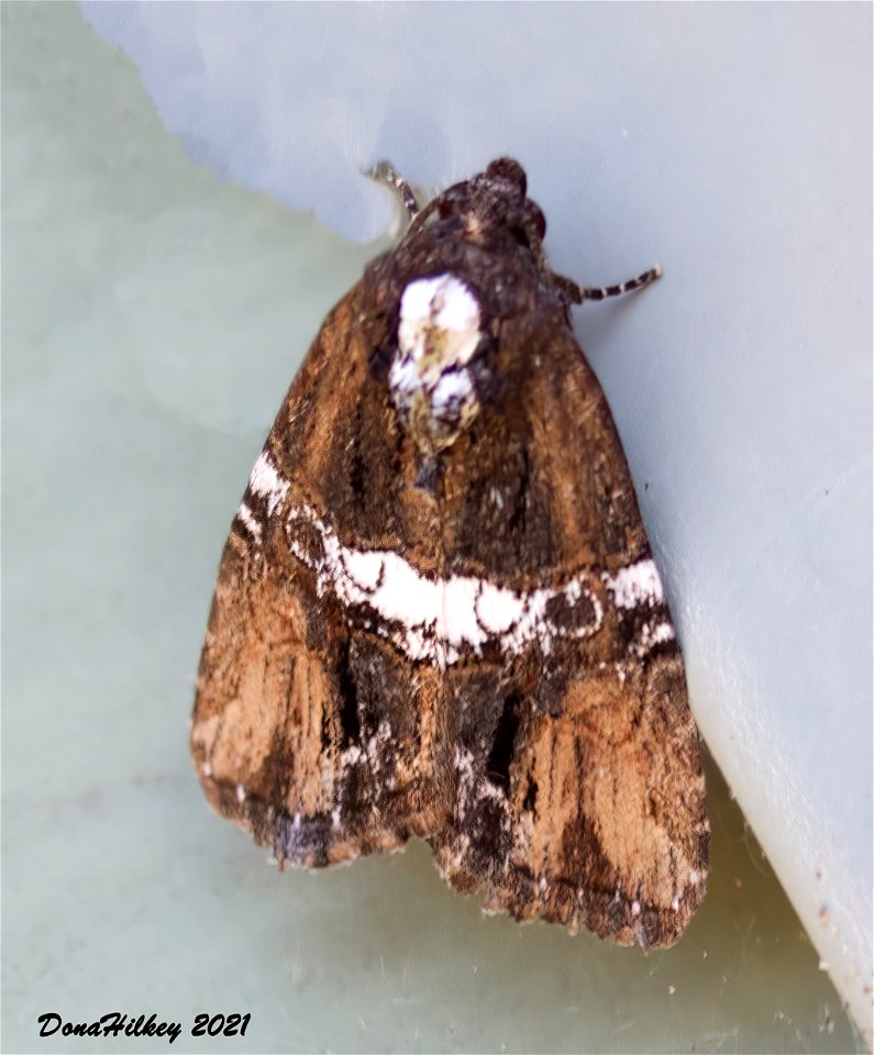 Half-banded Bryolymnia 7june2012 Kates