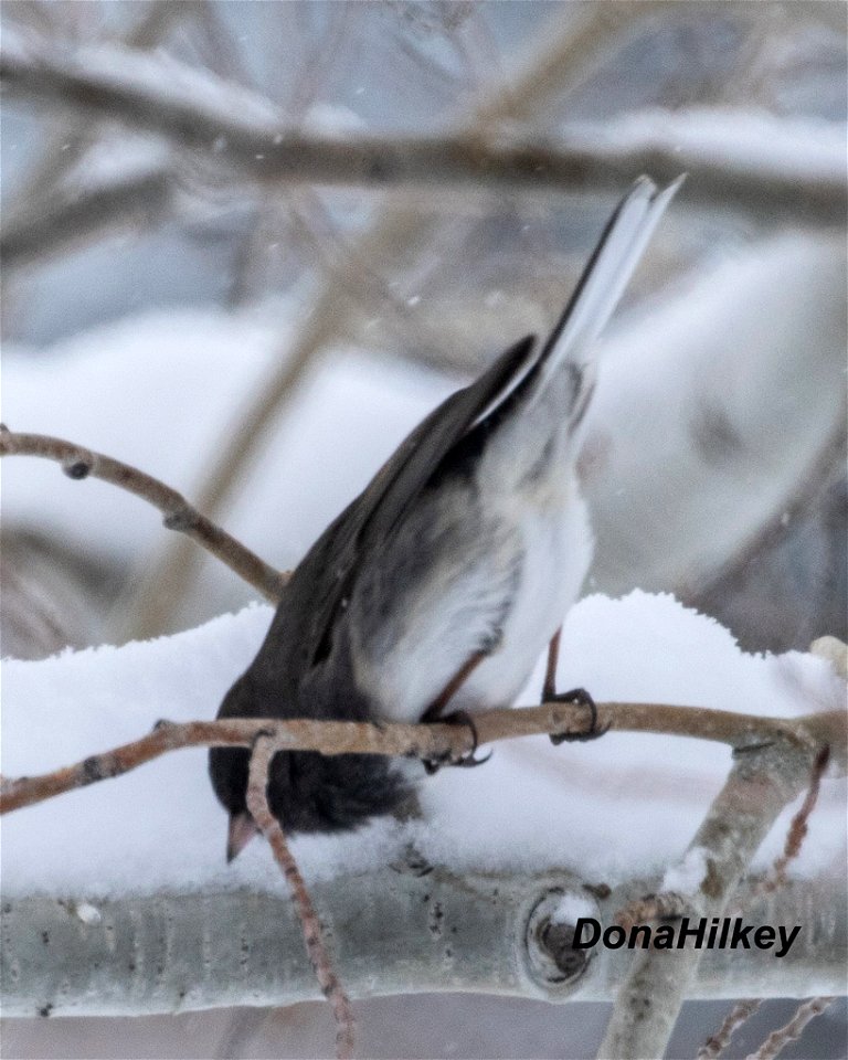 Slate-colored Dark-eyed Junco photo